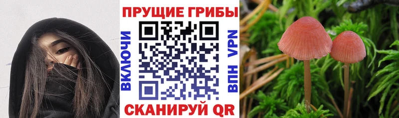 Галлюциногенные грибы Cubensis  Купить  Белово 